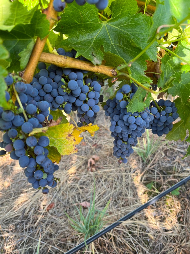 Pinot Noir grapes in vines